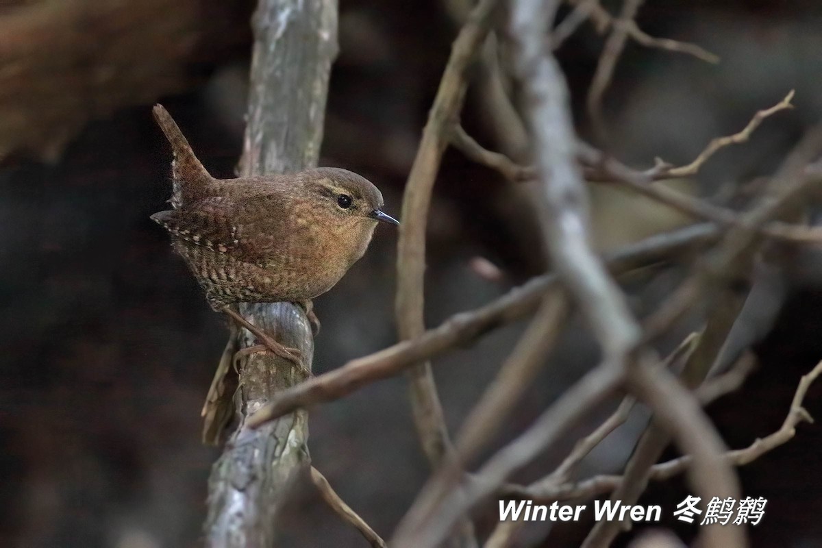 Winter Wren - ML642839836