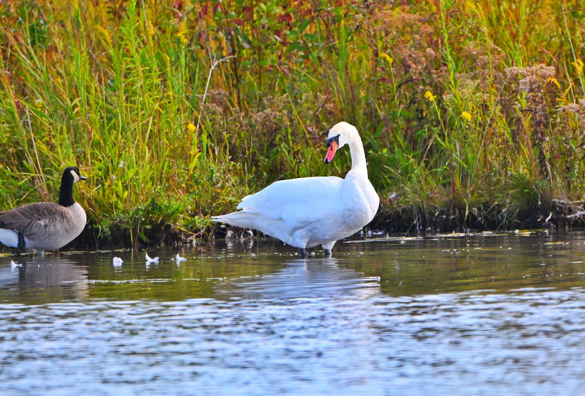 Höckerschwan - ML642839881