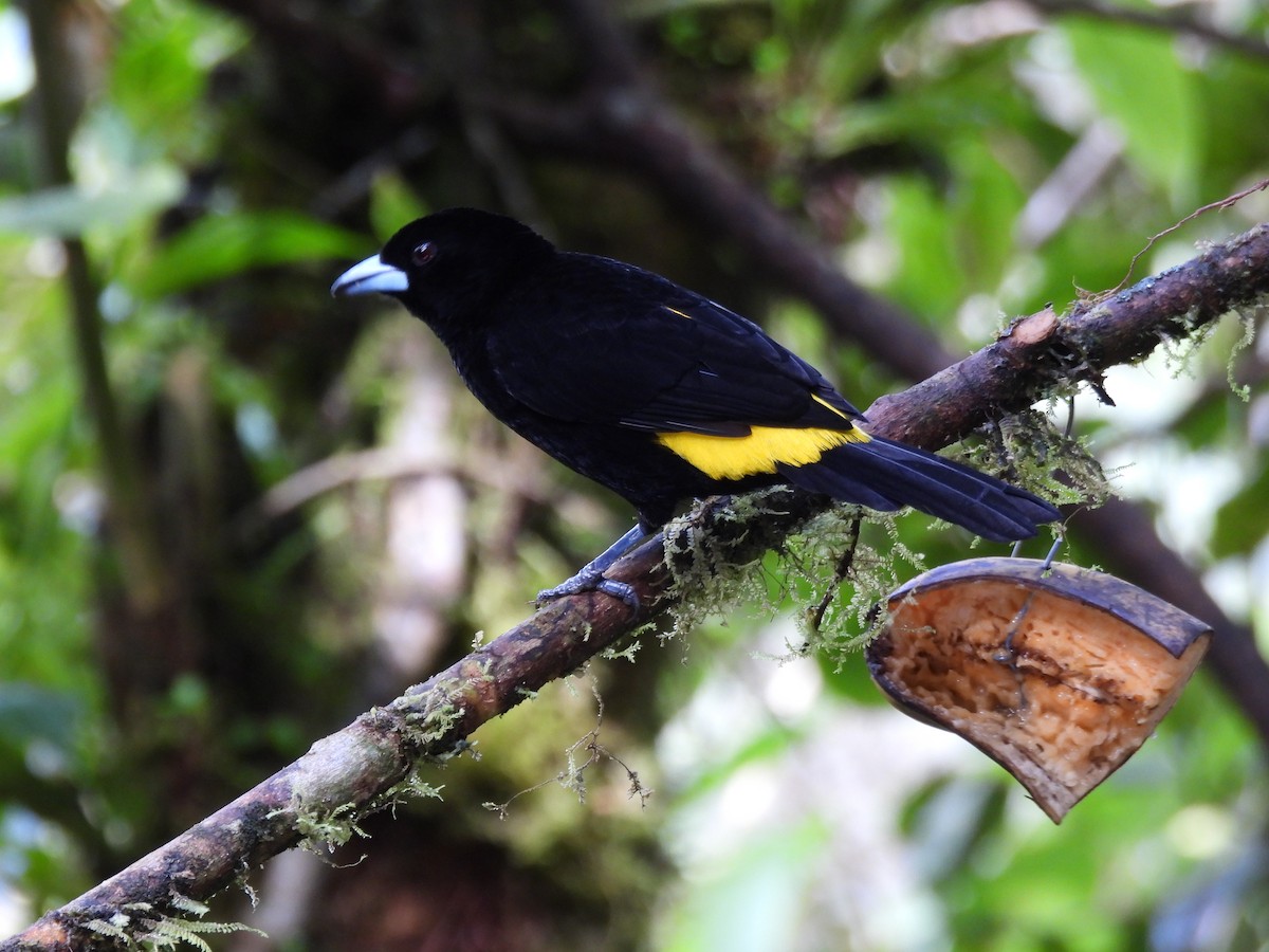 Flame-rumped Tanager (Lemon-rumped) - ML642839893