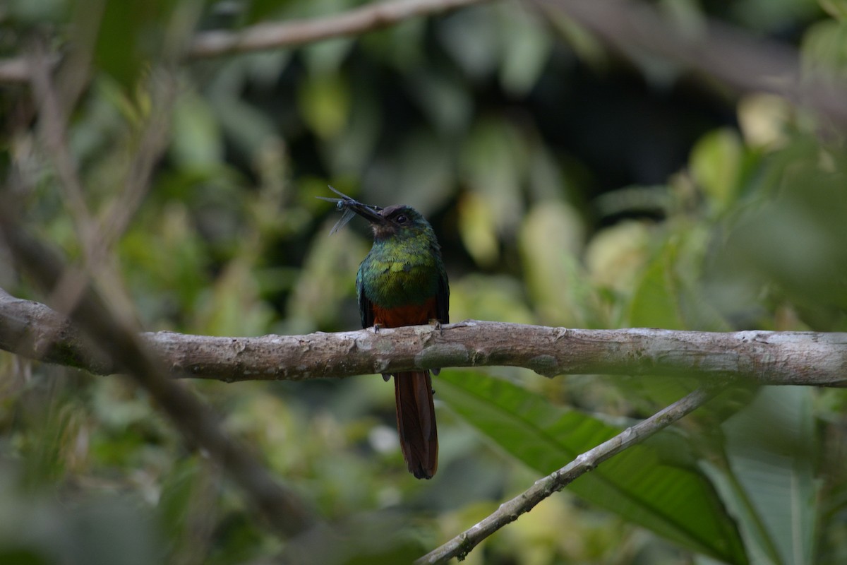 White-chinned Jacamar - ML642839910