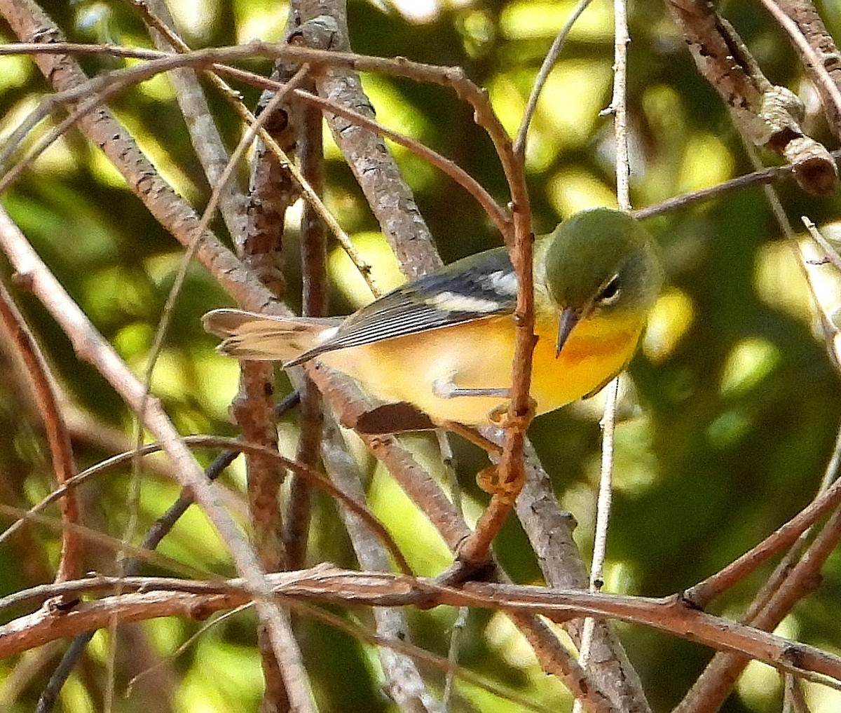 Paruline à collier - ML642839914