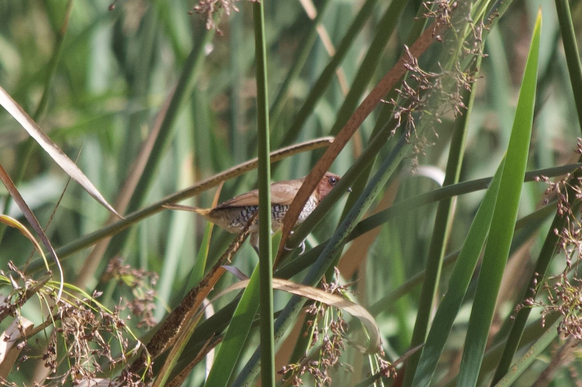 Scaly-breasted Munia - ML642839943