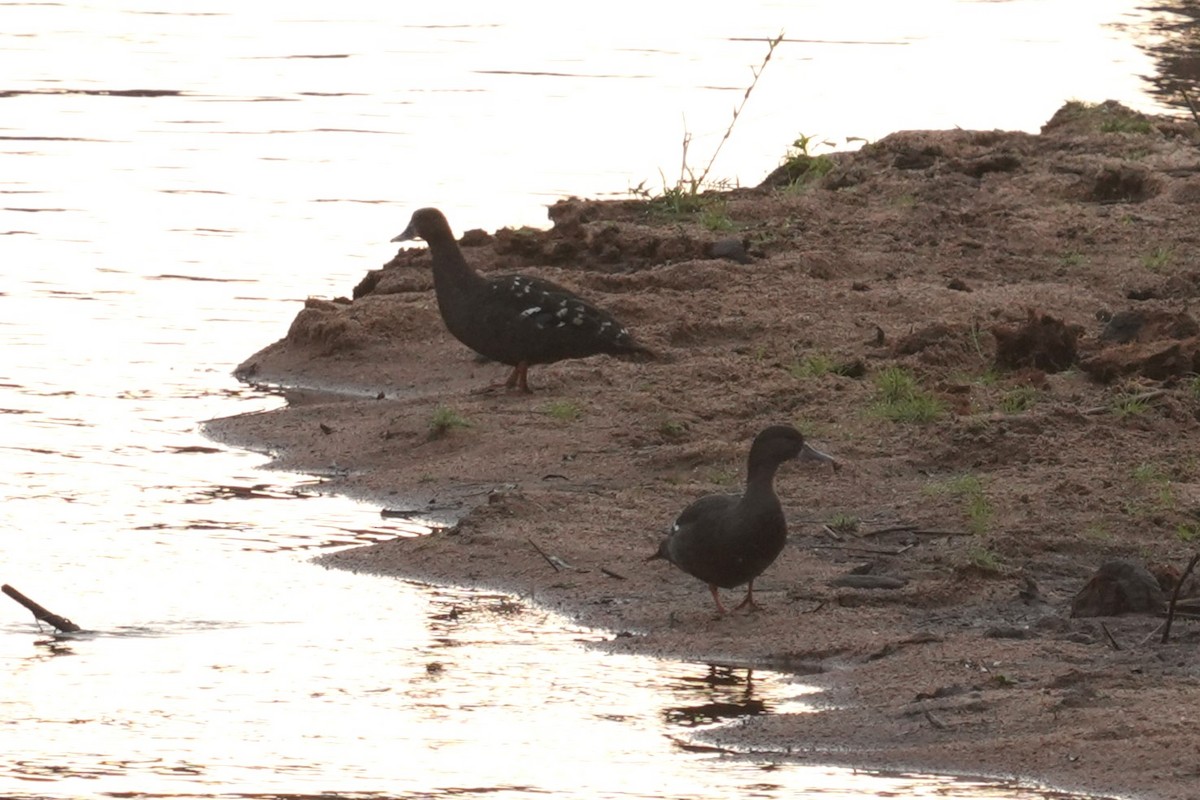 African Black Duck - ML642839962