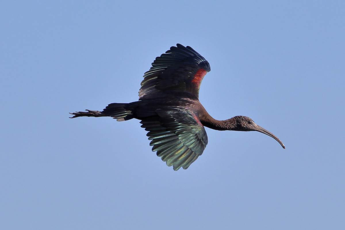 Glossy Ibis - ML642839978