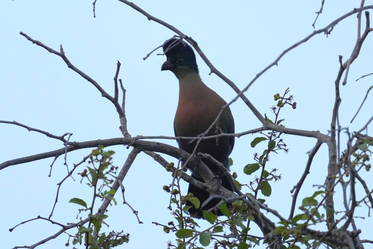 Purple-crested Turaco - ML642839979