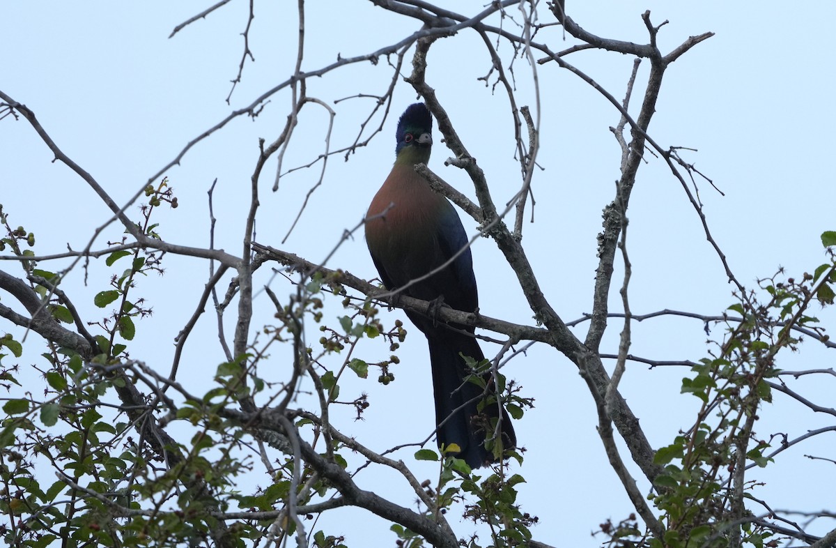 Purple-crested Turaco - ML642839980