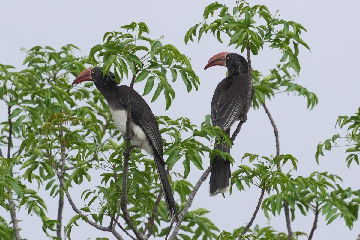 Crowned Hornbill - ML642840000
