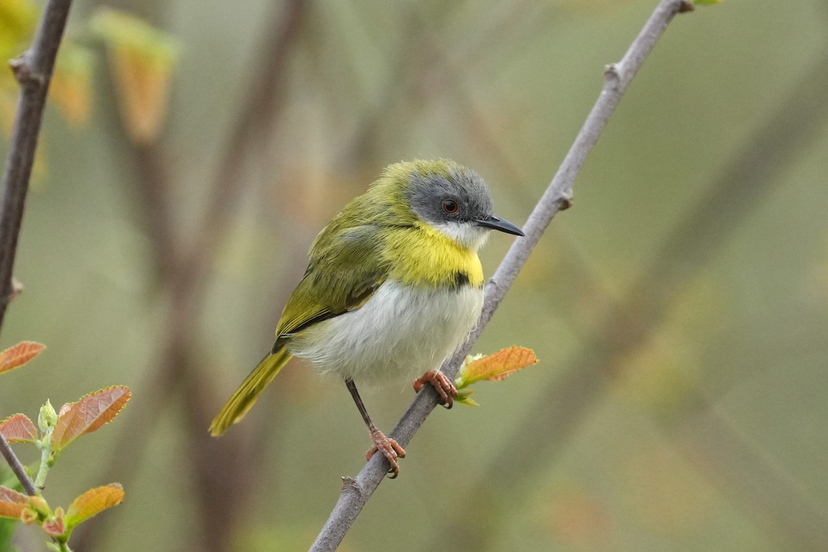 Yellow-breasted Apalis - ML642840002