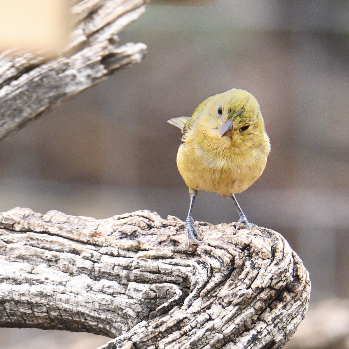 Painted Bunting - ML642840014