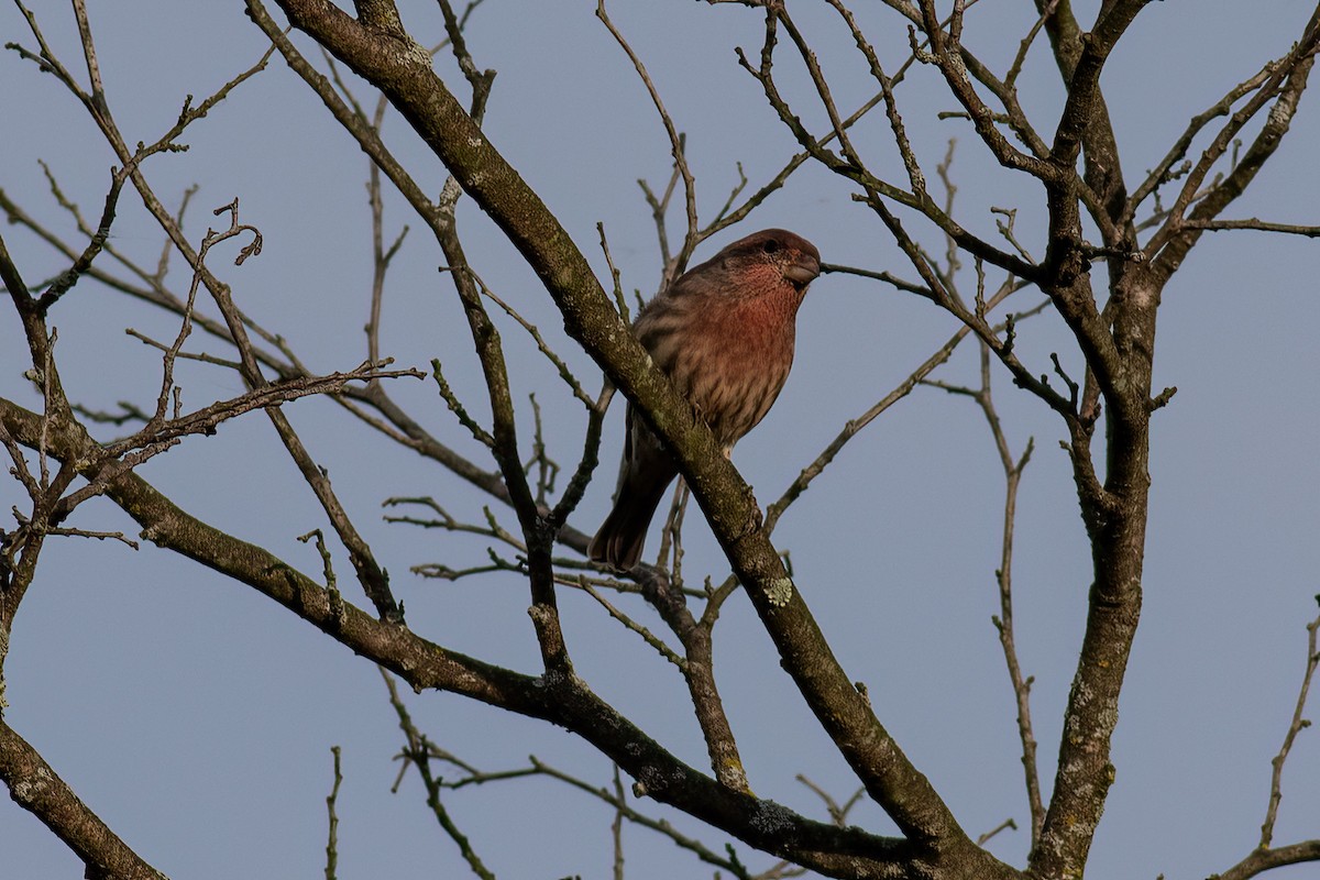 House Finch - ML642840015