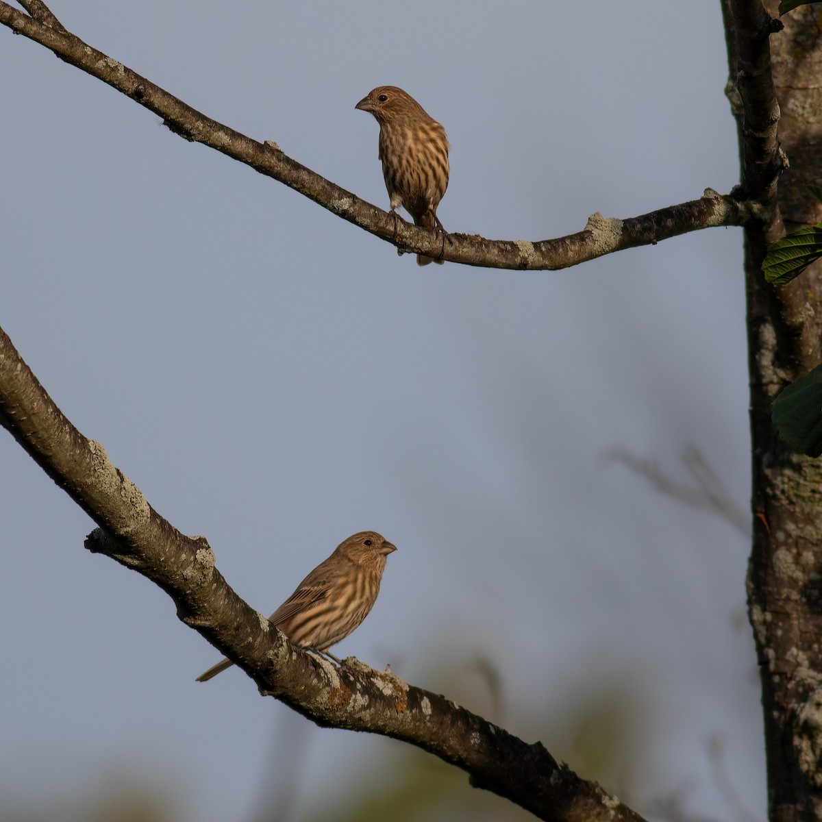 House Finch - ML642840016