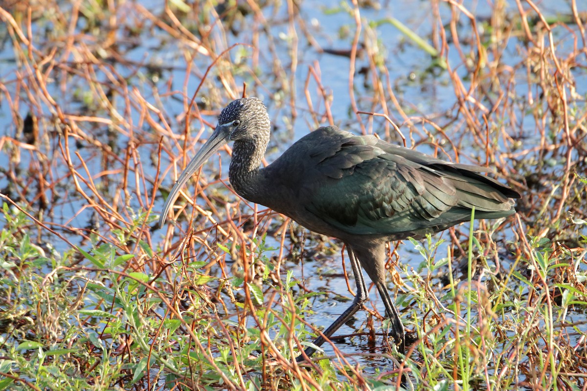 Glossy Ibis - ML642840020