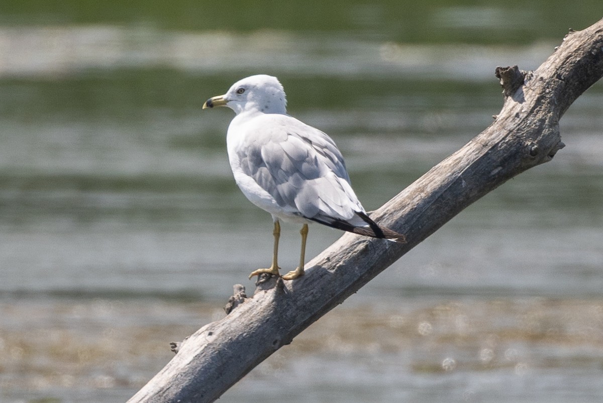 Ring-billed Gull - ML642840021