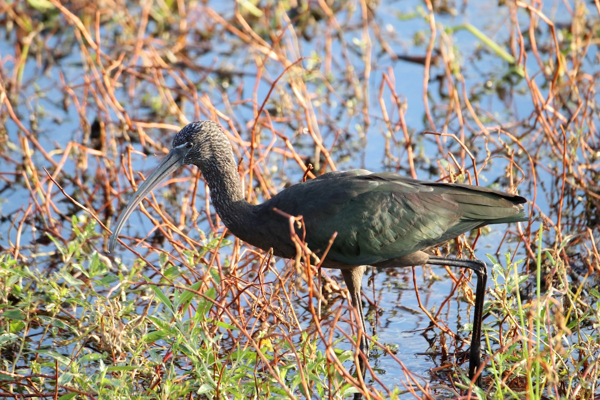 Glossy Ibis - ML642840022