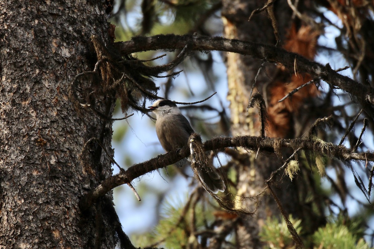 Canada Jay (Boreal) - ML642840032