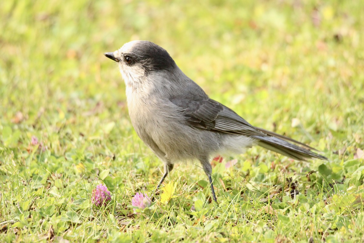 Canada Jay (Boreal) - ML642840033