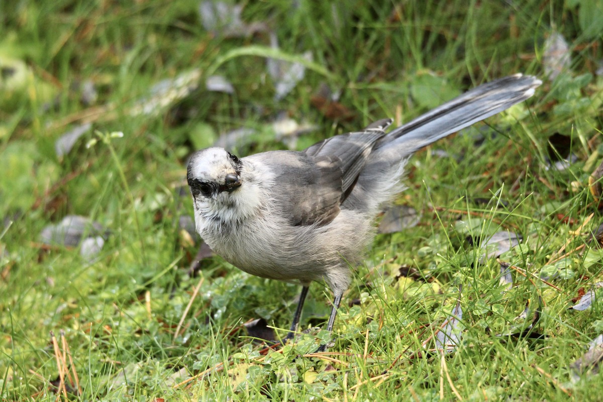 Canada Jay (Boreal) - ML642840035