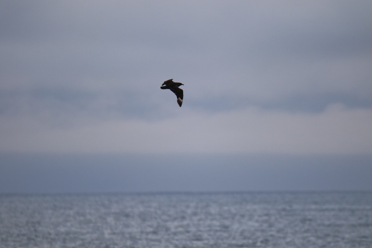 South Polar Skua - ML642840038