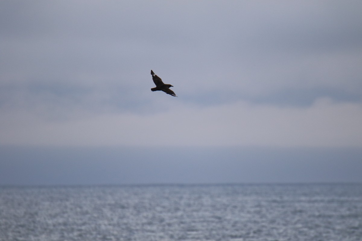 South Polar Skua - ML642840039