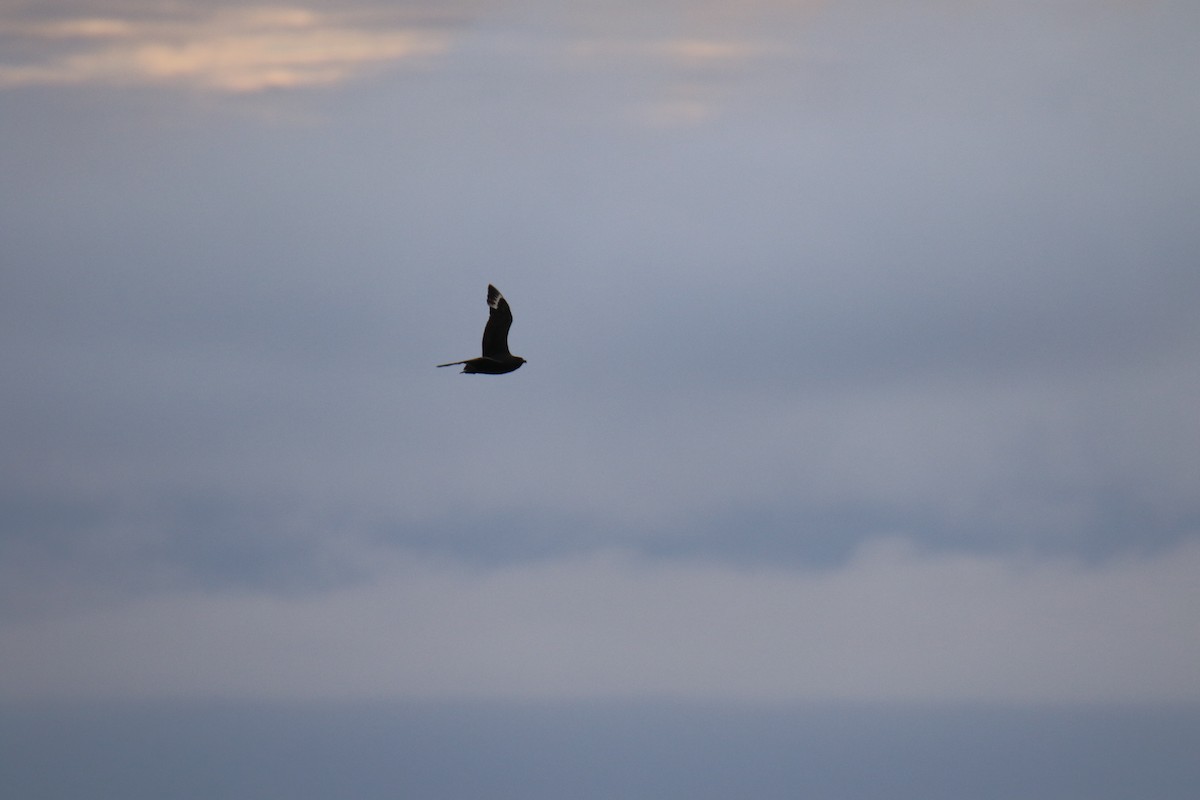 South Polar Skua - ML642840040