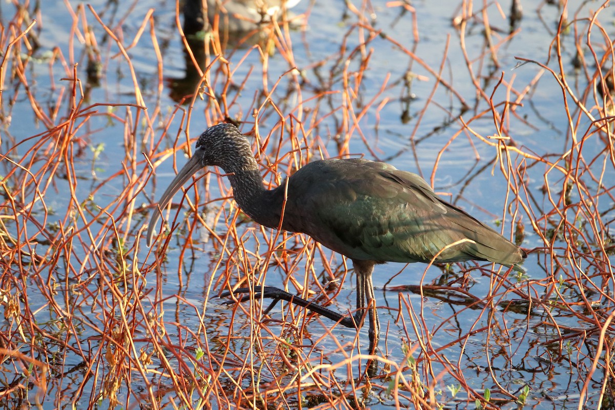 Glossy Ibis - ML642840041