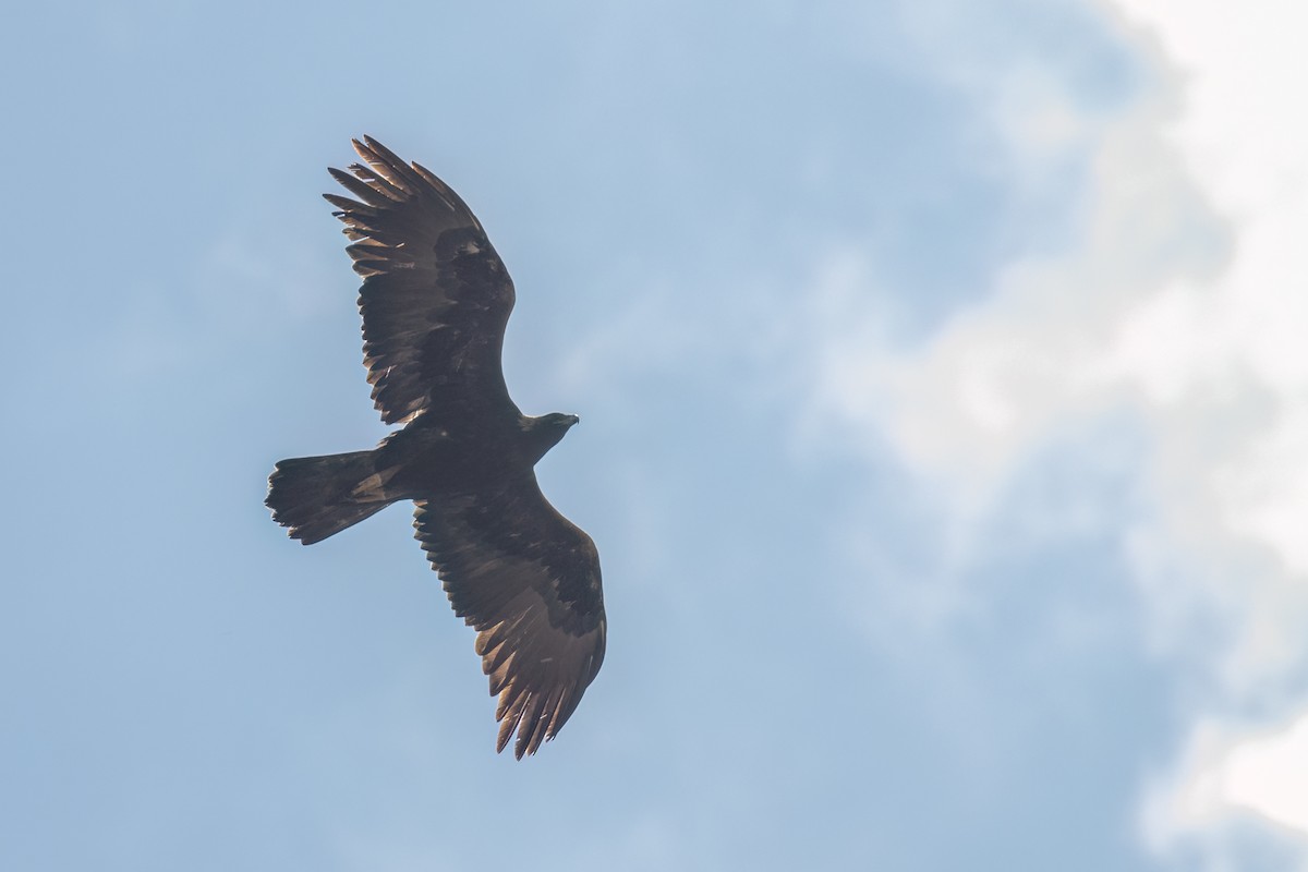 Golden Eagle - ML642840046