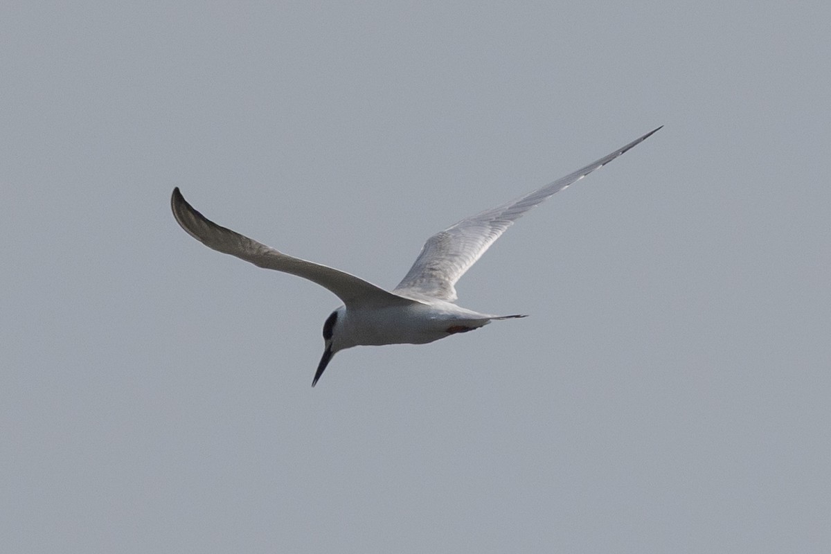 Forster's Tern - ML642840059
