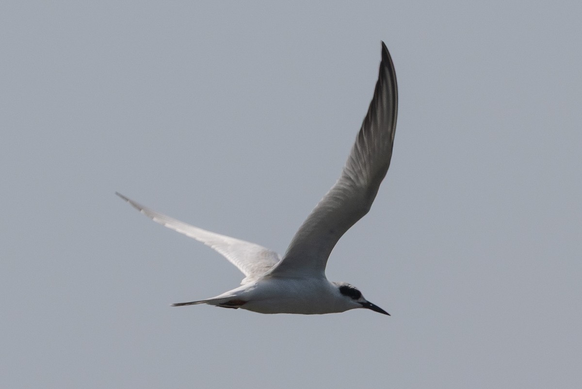 Forster's Tern - ML642840060