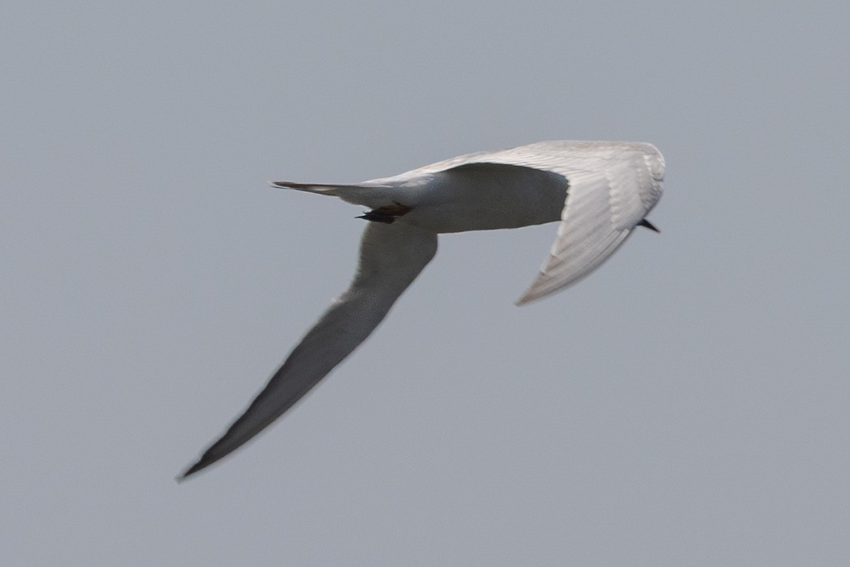 Forster's Tern - ML642840061