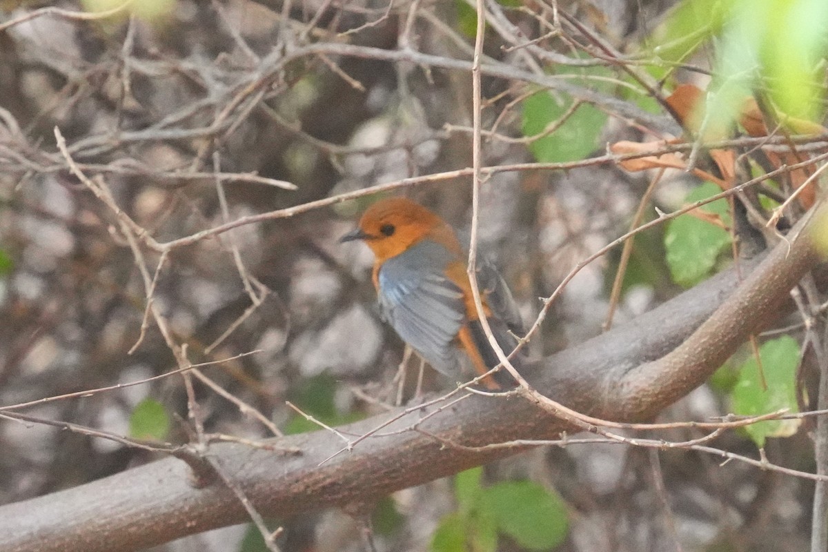Red-capped Robin-Chat - ML642840062