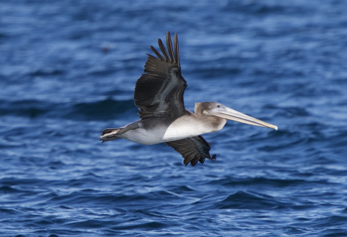 Brown Pelican - ML642840082