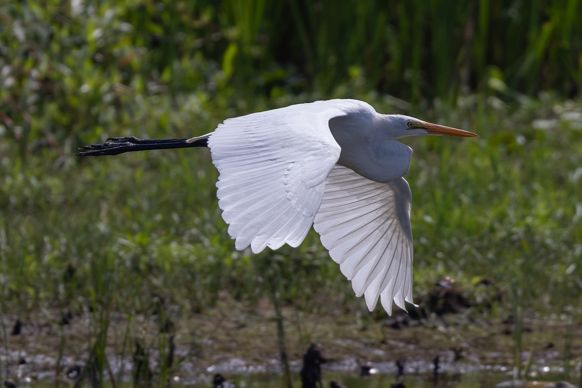 Great Egret - ML642840083