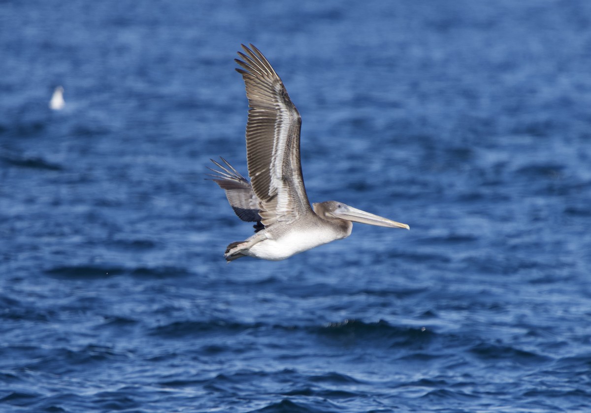 Brown Pelican - ML642840085