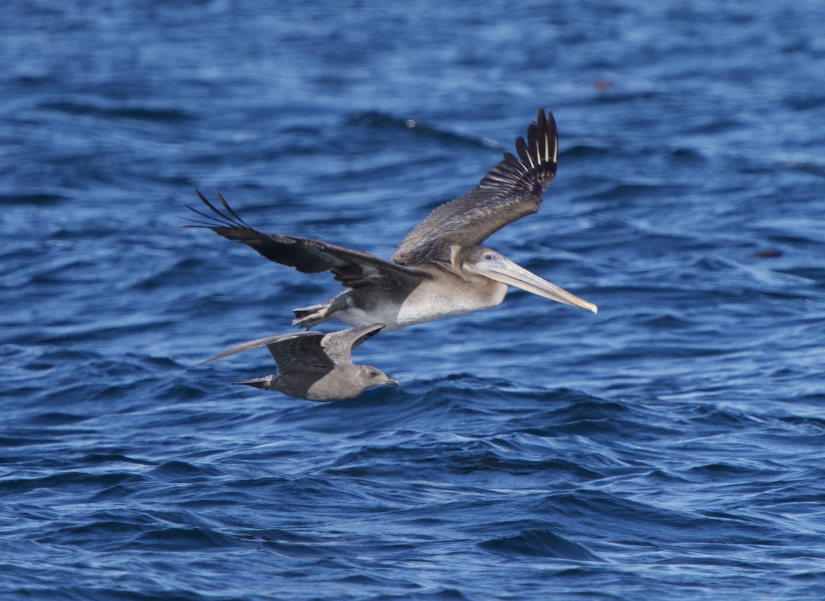 Brown Pelican - ML642840086