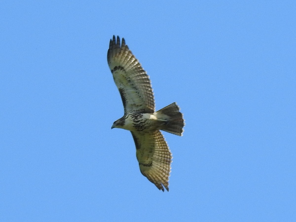 Red-tailed Hawk - ML642840091