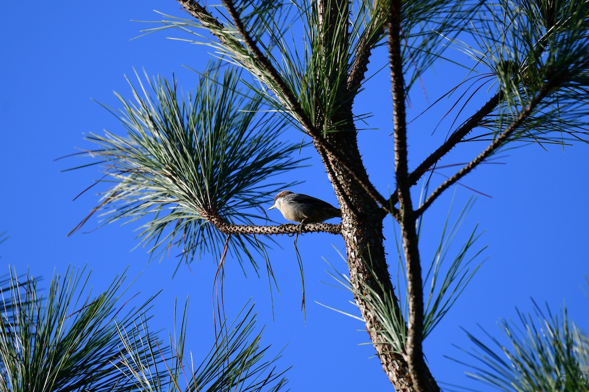 Brown-headed Nuthatch - ML642840098