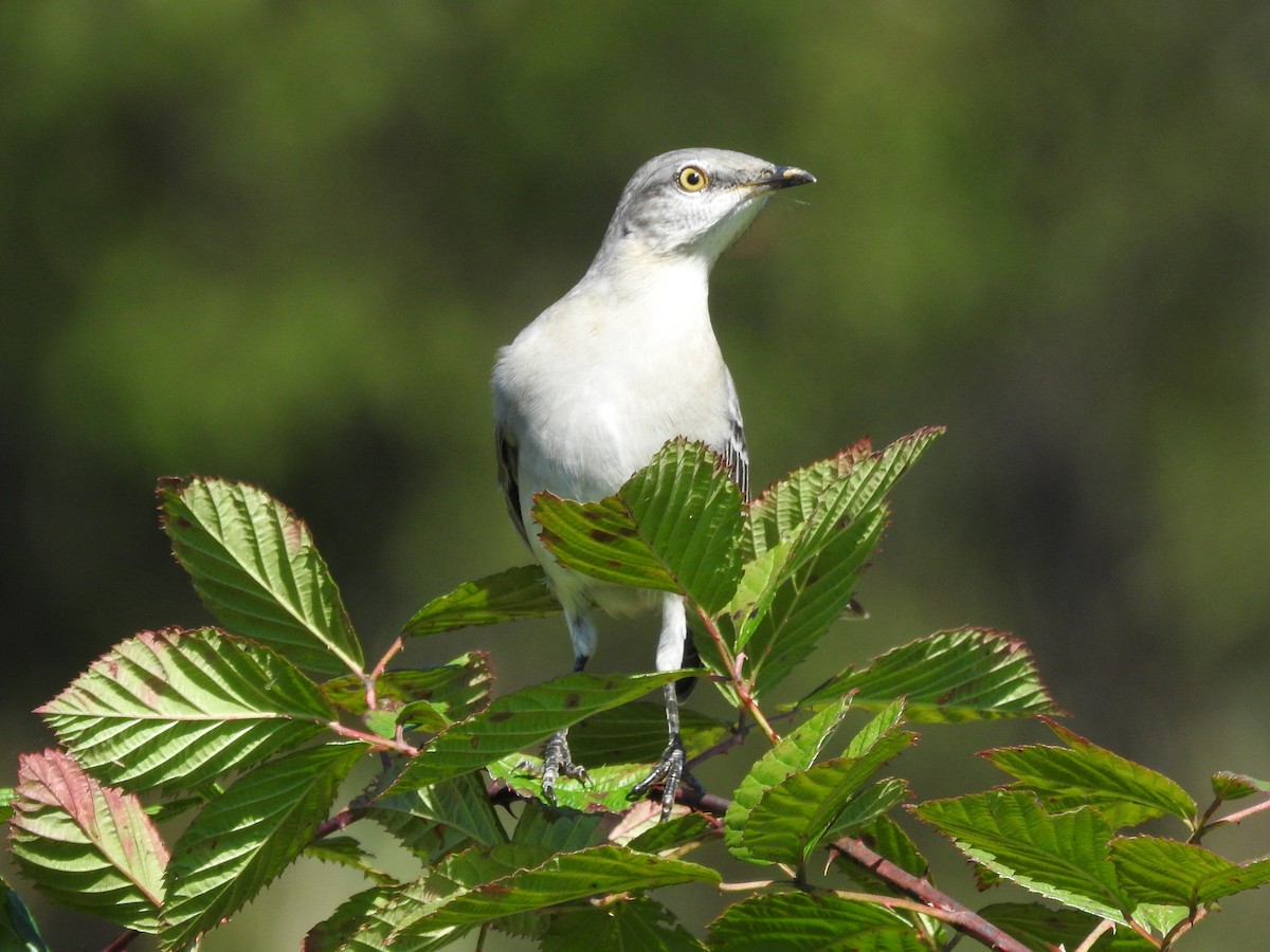 Northern Mockingbird - ML642840106