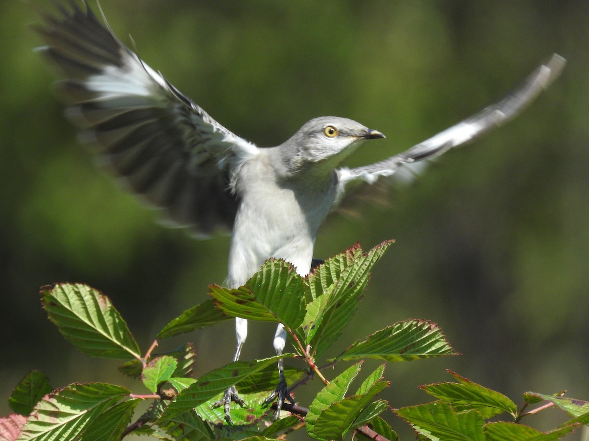 Northern Mockingbird - ML642840107