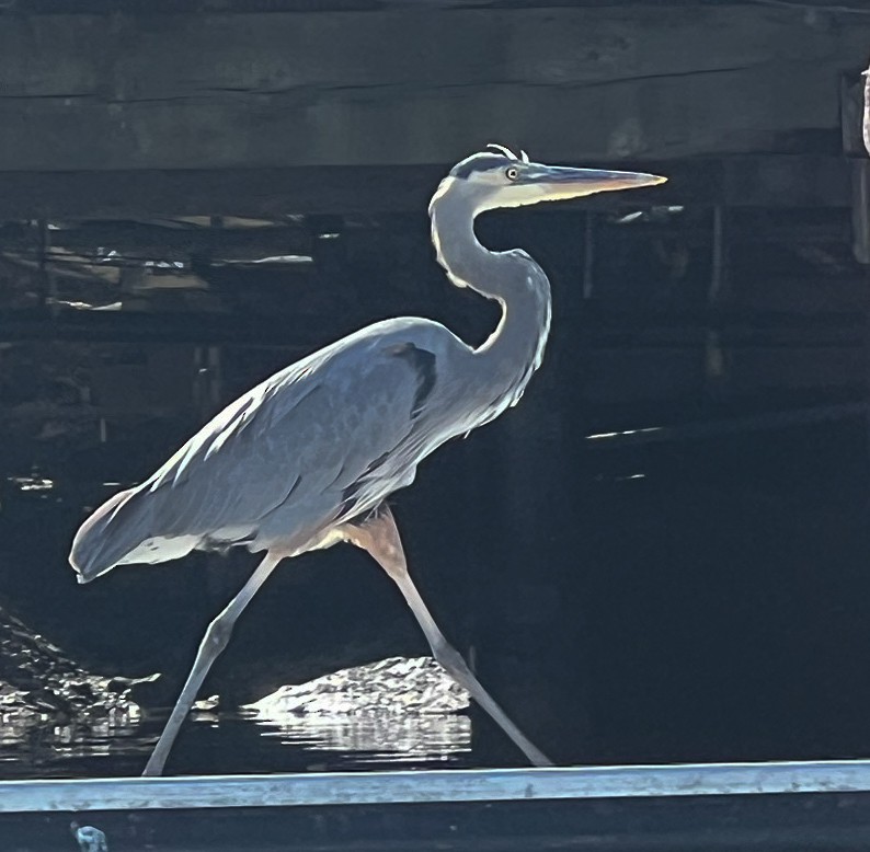 Great Blue Heron - ML642840110
