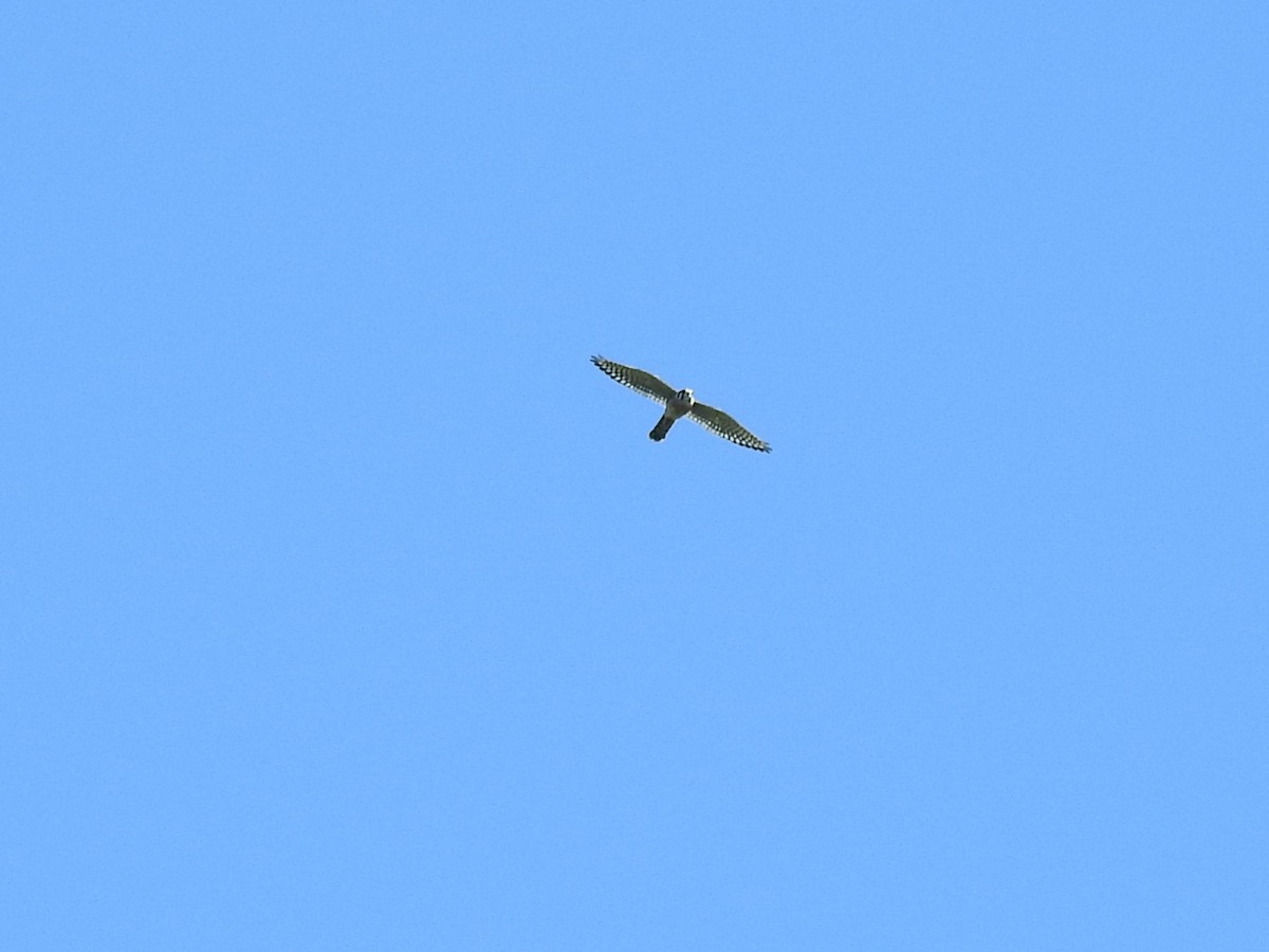 American Kestrel - ML642840113