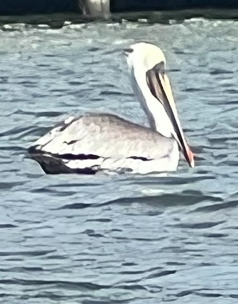 Brown Pelican - ML642840115