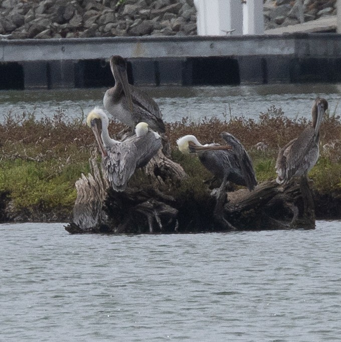 Brown Pelican - ML642840116