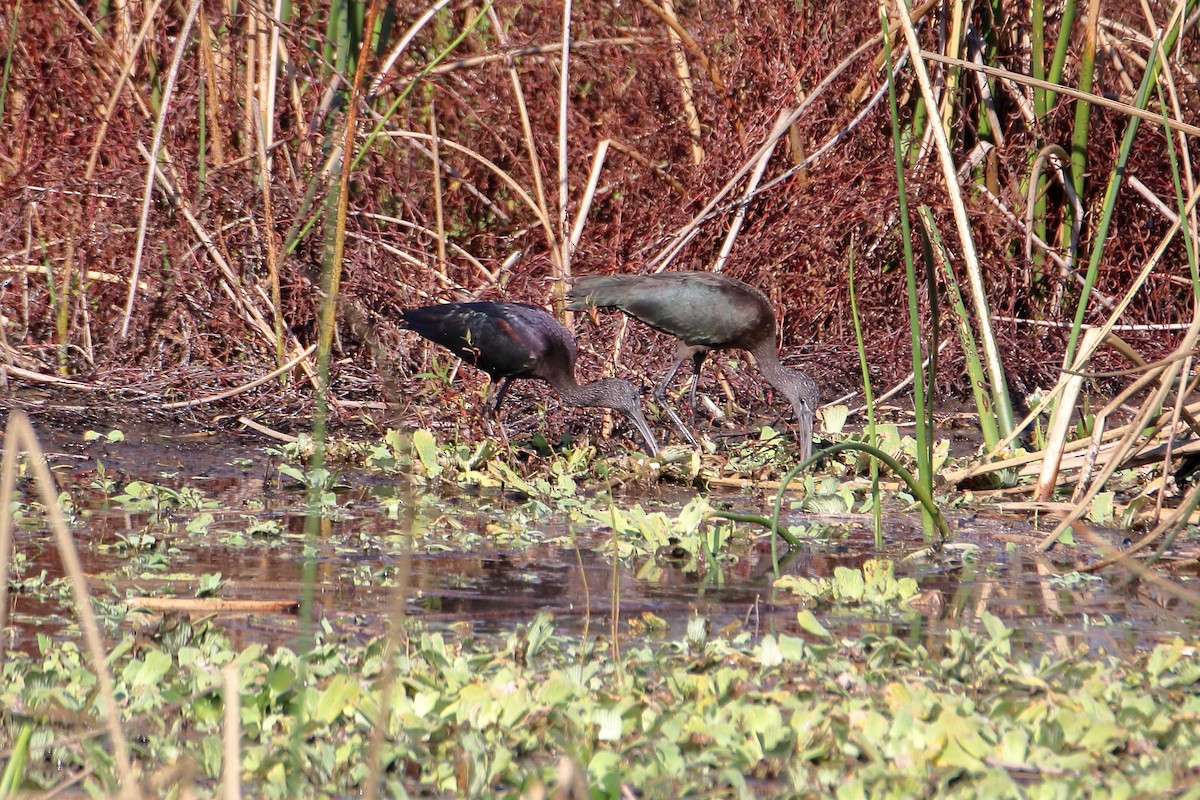 Glossy Ibis - ML642840134