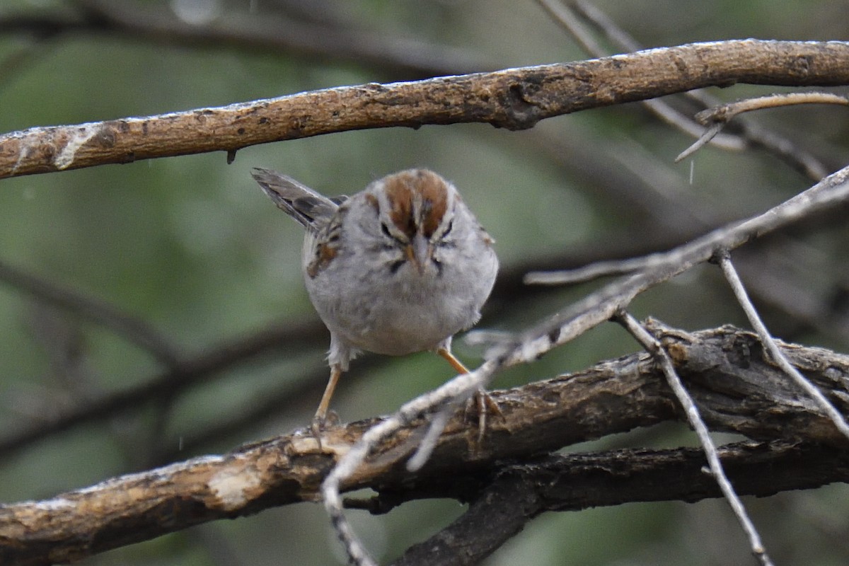 Rufous-winged Sparrow - ML642840137