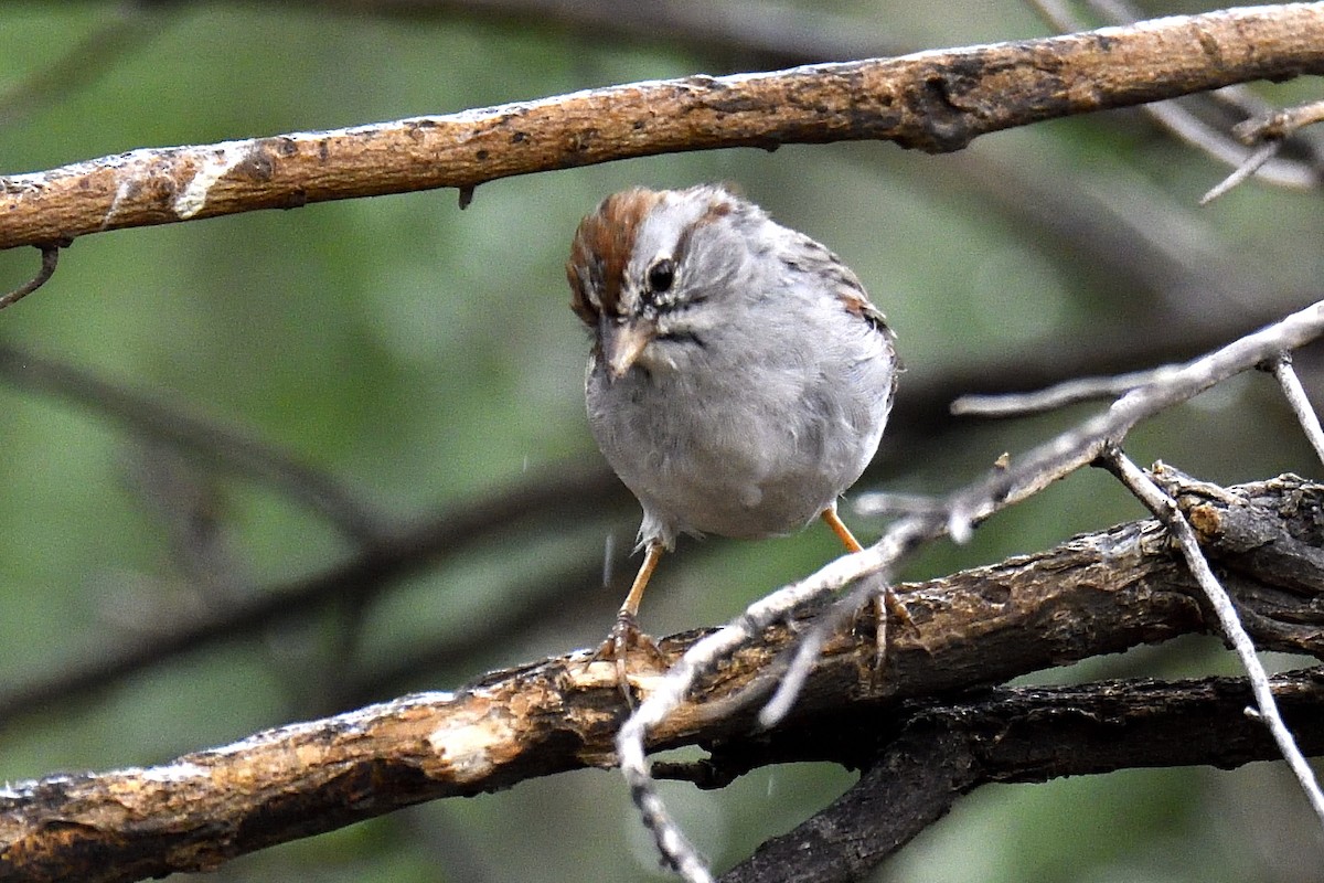 Rufous-winged Sparrow - ML642840138