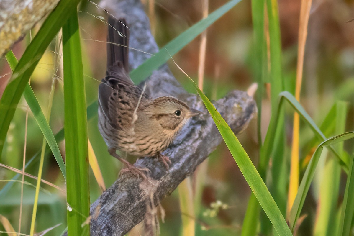 ヒメウタスズメ - ML642840146