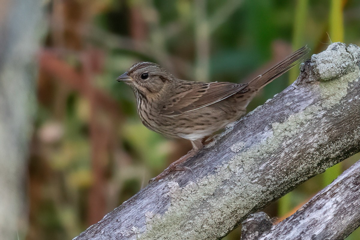 ヒメウタスズメ - ML642840147