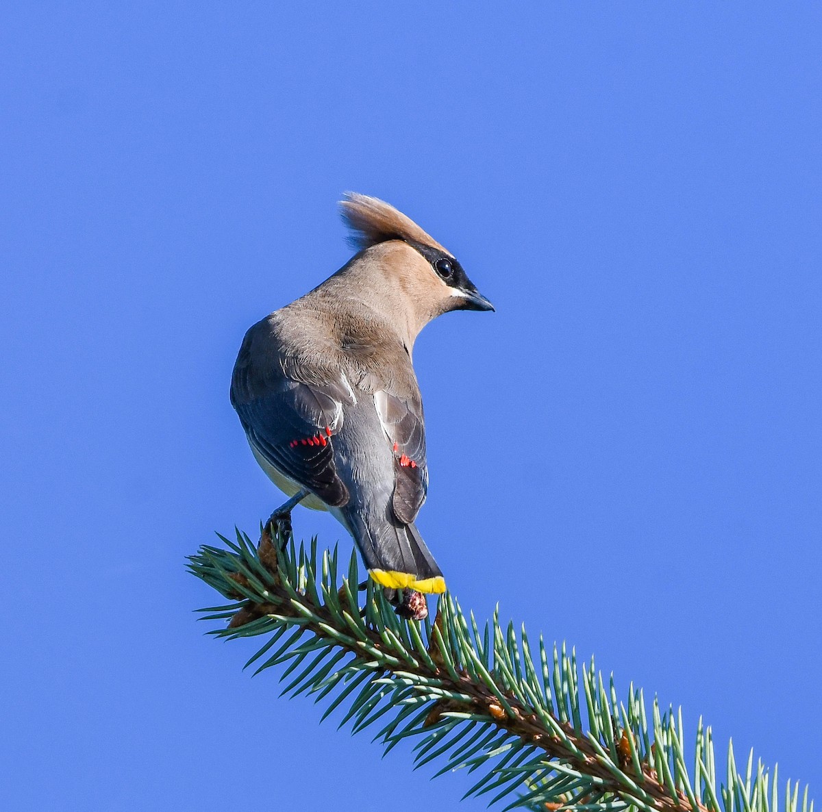 Cedar Waxwing - ML642840163