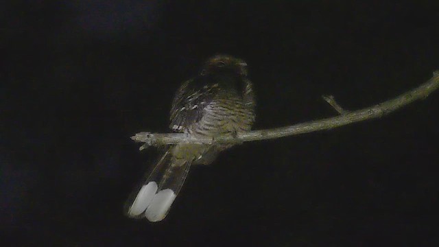 Large-tailed Nightjar - ML642840179