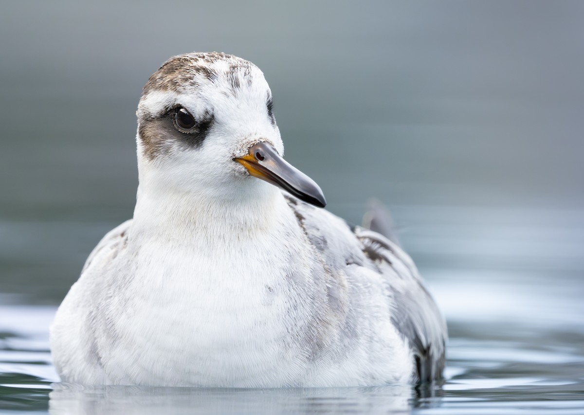 Red Phalarope - ML642840181